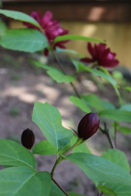 Calycanthus x raulstonii 'Hartlage Wine' sazaník Raulstonův - pupen květu